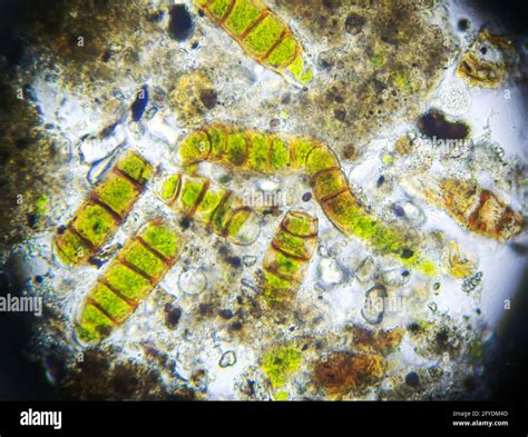 Algae under microscope hi-res stock photography and images - Alamy
