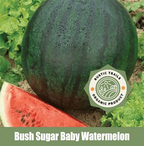 Bush Sugar Baby Organic Watermelon - Rustic Trails Texas LLC