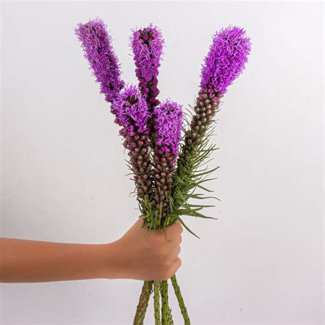 Liatris – The Flora