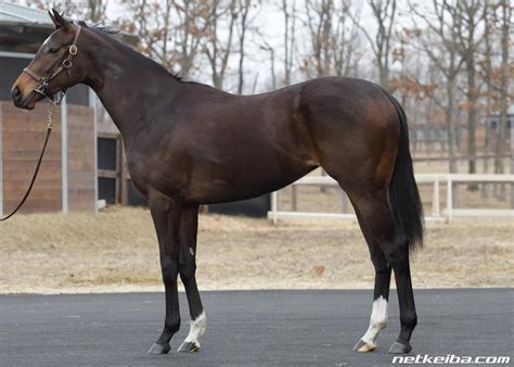 W Heart Bond | Horse Profile, Pedigree, Form, Race Record - netkeiba