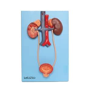 Anatomical Urinary System 3D Relief Model on Base - LABZIO by EISCO HQ ...