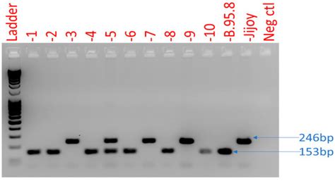 Genotypes Distribution of Epstein–Barr Virus among Lymphoma Patients in ...