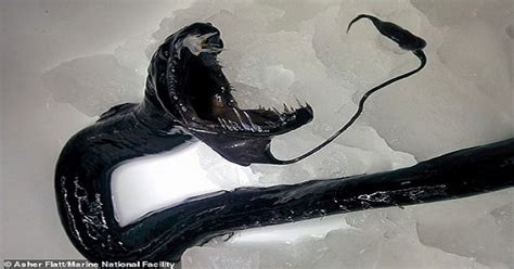 Alien Animals 的图像结果