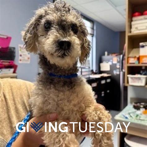 Watauga Humane Society