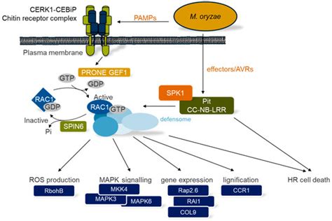 Regulation and Functions of ROP GTPases in Plant–Microbe Interactions