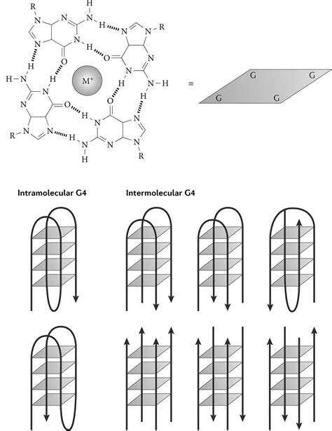 Image result for DNA Basics Explained