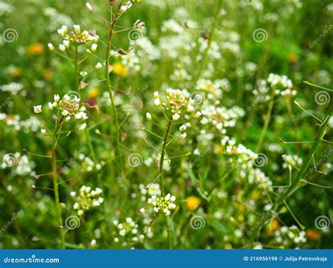 Shepherd S Purse Plant in the Meadow. Capsella Bursa-pastoris. Meadow ...
