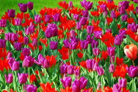 Image result for Spring Flower Nail Tutorials