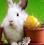 Image result for Funny Easter Bunny Pictures