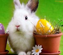 Image result for Easter Bunny Rabbit