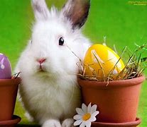 Image result for Spring Easter Bunny