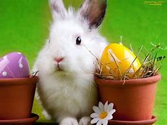 Image result for Images of Easter Bunnies
