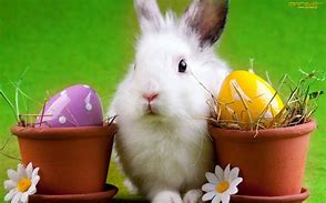 Image result for Free Easter Bunnies Wallpaper