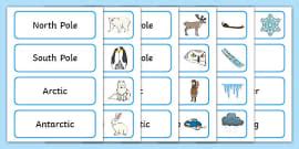 What are Polar Animals? | Polar Region Animals | Teaching Wiki