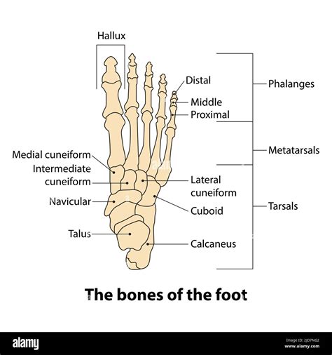 Tarsal joint Cut Out Stock Images & Pictures - Alamy