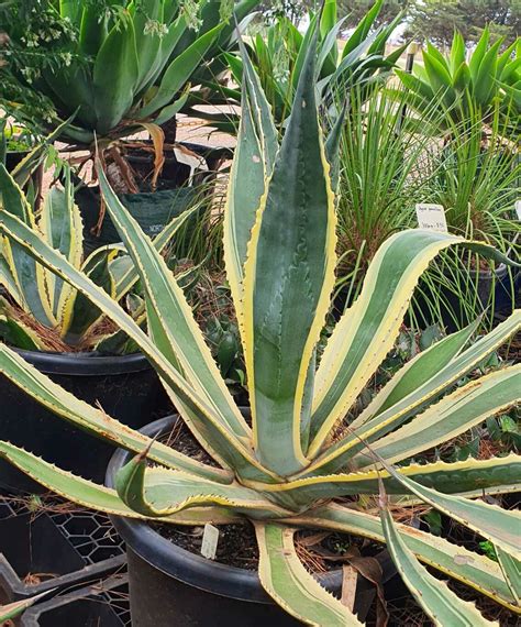 Agave americana 'Variegata' | True Green Nursery