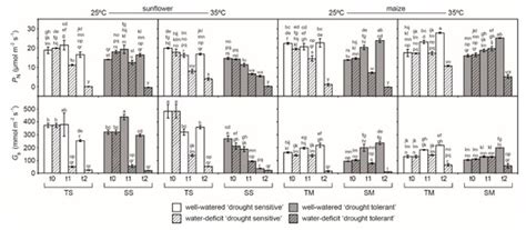Lipid Peroxidation and Chlorophyll Fluorescence of Photosystem II ...