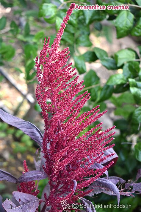 Sigappu thandu keerai poriyal | Red amaranth stir fry