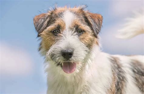 Long-Haired Jack Russell Terrier: Is There Such A Thing?