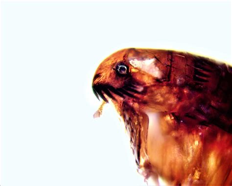 Flea Microscope 的图像结果