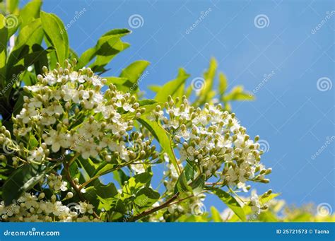 Small White Flowers On A Tree at Ashley Nugent blog