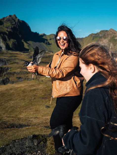 During puffling season, Icelanders save baby puffins by throwing them ...