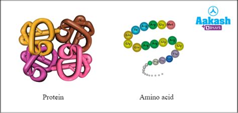 Taxonomy - Definition, Classification, Explanation & Example - Biology ...