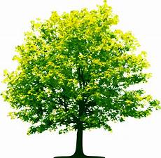Transparent Background High Resolution Tree Png by Tree Png Picture Web Icons Png Transparent Background High Resolution Tree Png