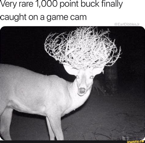 Very rare 1,000 point buck finally caught on a game cam - iFunny