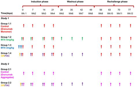 A Semi-Mechanistic Mathematical Model of Immune Tolerance Induction to ...