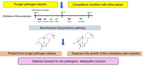 Defensive Molecules Momilactones A and B: Function, Biosynthesis ...