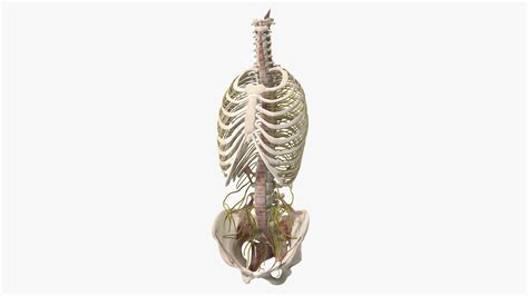 3D model Female Spine Anatomy | 3D Molier International