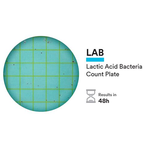 How Lactic Acid Bacteria Work at Shirley Levy blog