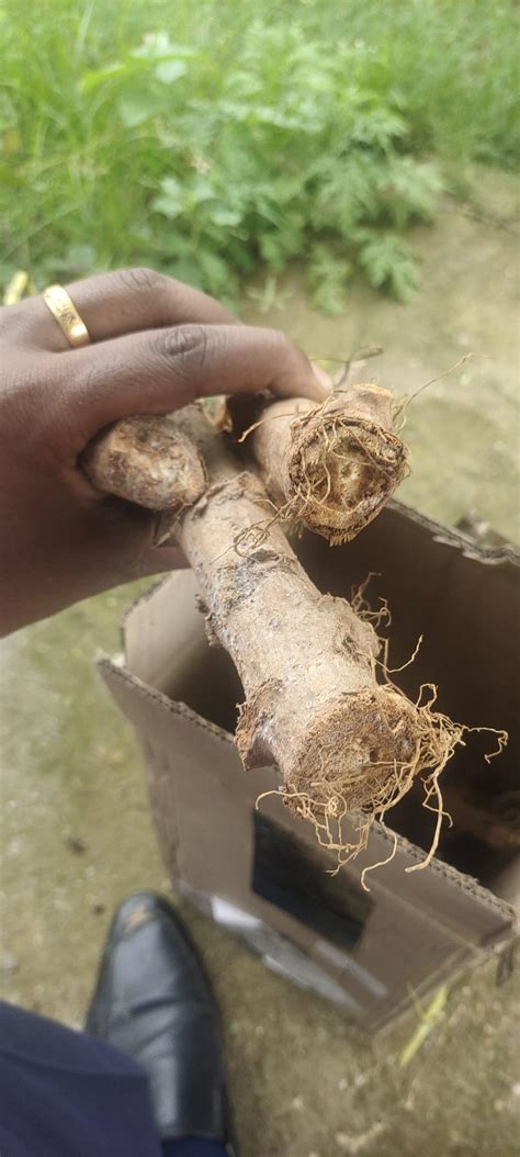 OhhSome Kerala Tapioca Stem/Manihot Esculenta/Cassava Cuttings For ...