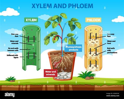 Phloem Structure
