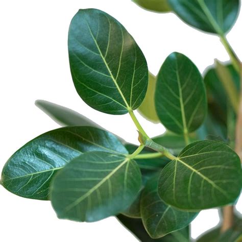 Buy Audrey Indian Banyon Fig Tree - Ficus benghalensis - 4" Pot - Easy ...
