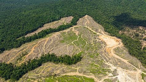 Crisis Alert: Global Deforestation Surges 63%, Forest Health Declines