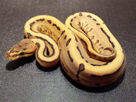 Image result for Leopard Freeway Ball Python