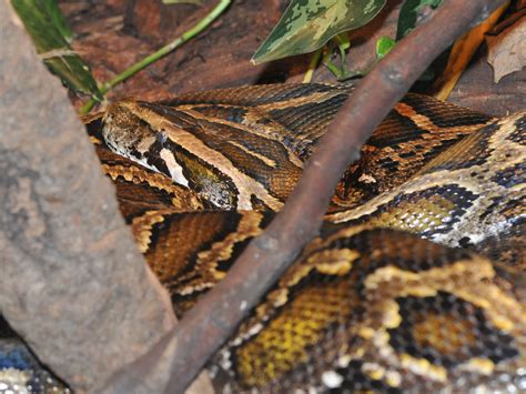 Reticulated Python Power 的图像结果