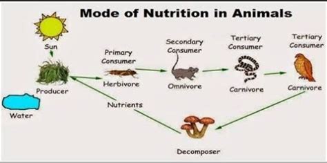 discuss various modes of nutrition in animals - Brainly.in