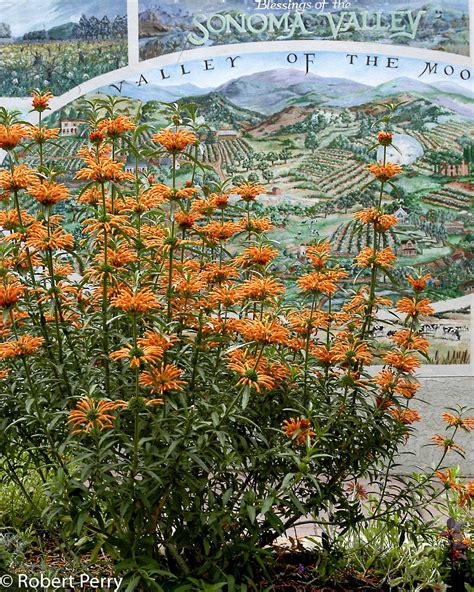 Lion's tail - Waterwise Garden Planner
