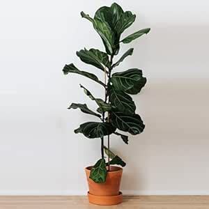 UGALOO Fiddle Leaf Fig Indoor Plant With Nice Pot (EXTRA LARGE ...