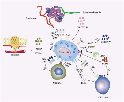 Signs Mast Cell Tumor Has Spread at Phyllis Mosier blog