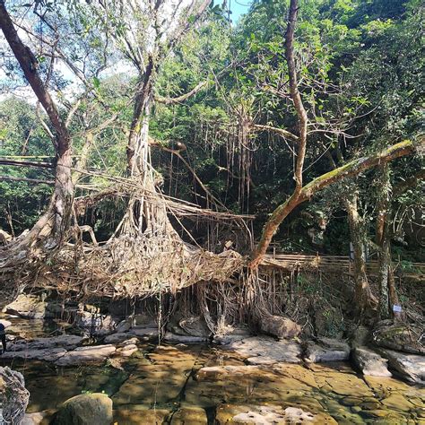 RIWAI LIVING ROOT BRIDGE (2026) All You Need to Know BEFORE You Go ...