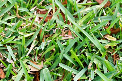 10 Drought-Resistant Grasses for Low-Maintenance Lawns