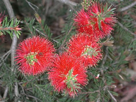 Callistemon pearsonii - Blackdown Bottlebrush | Royal Botanic Garden Sydney