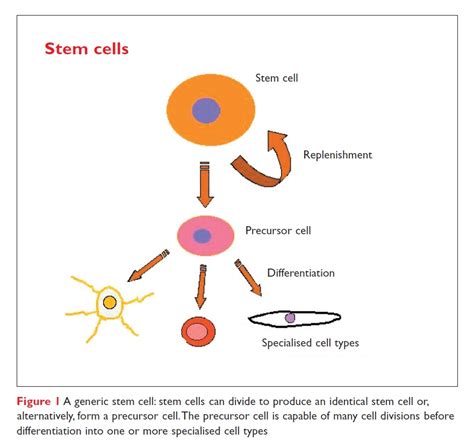 Stem Cells Science 的图像结果