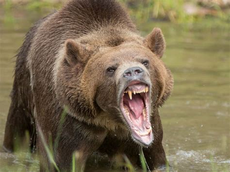 Grizzly Bear Art Wallpaper