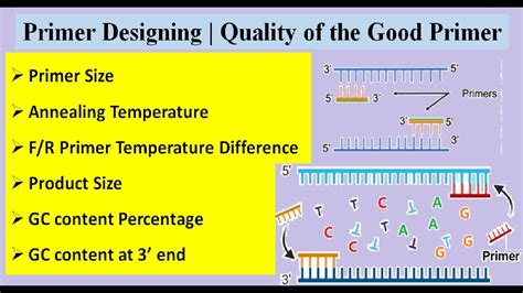 Primer Manufacturing Process 的图像结果