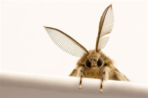Moth is REALLY needy for you Background Vector Art Recipe Vector Recipe Vector Recipe Product